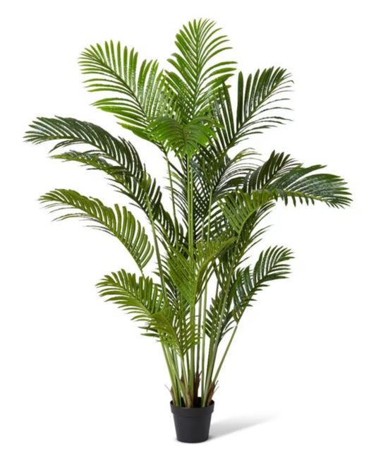 PALM ARECA MEDIUM