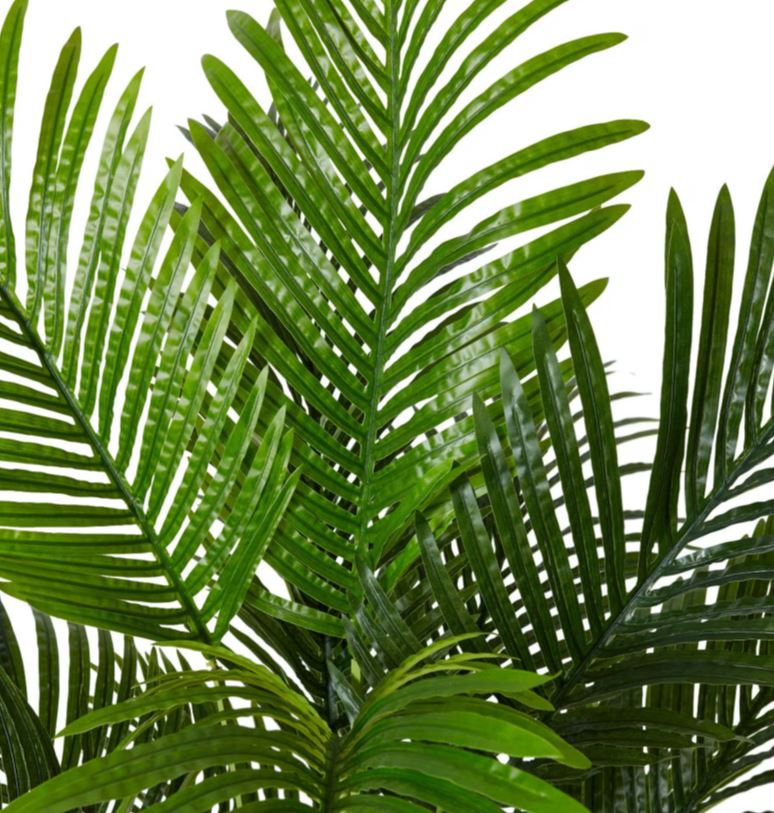 PALM ARECA MEDIUM