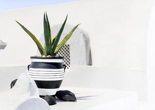 BLK N WHT POT ON GLASS