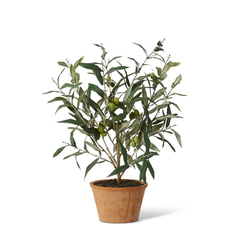 COTTAGE OLIVE TREE