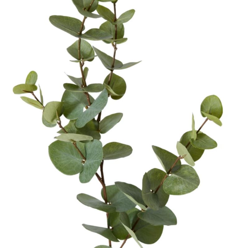 EUCALYPTUS DOLLAR SPRAY