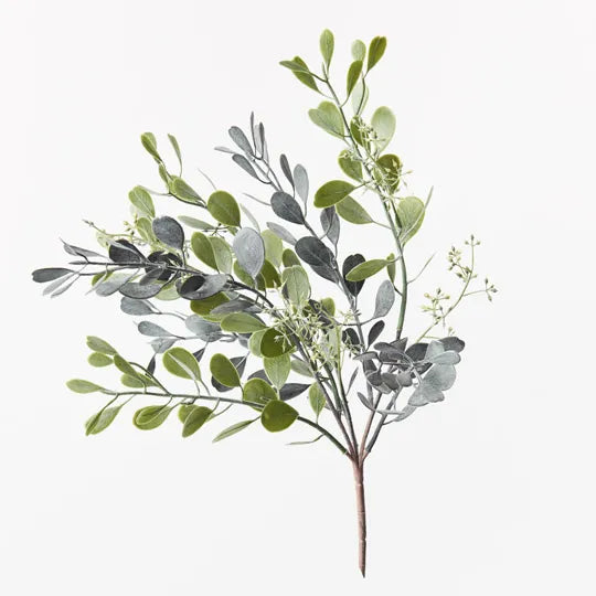 BOXWOOD SEED BUSH