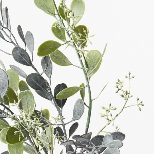 BOXWOOD SEED BUSH