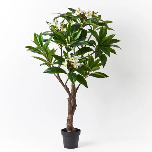 FRANGIPANI PLANT