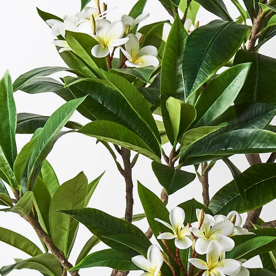 FRANGIPANI PLANT