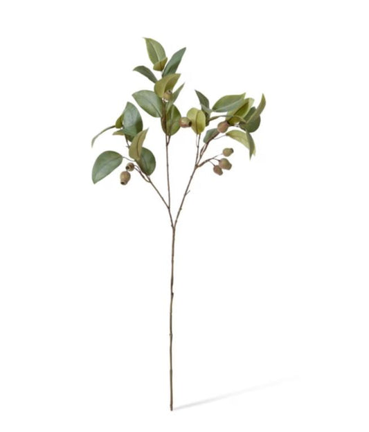 EUCALYPTUS GUM NUT SPRAY