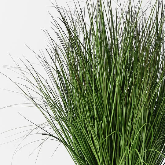 GRASS PLANT