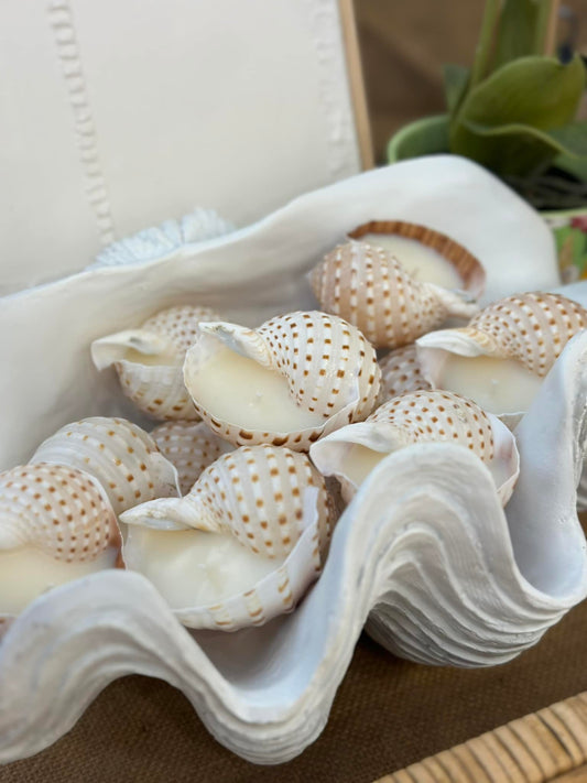 SPOTTED TUN SEASHELL VOTIVES- COCONUT +LEMONGRASS