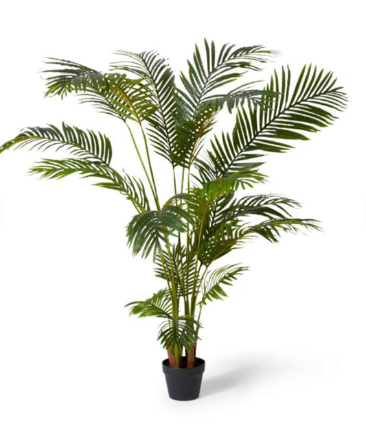 PALM ARECA LARGE
