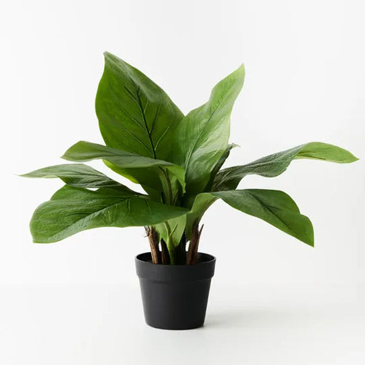 ANTHURIUM BIRDS NEST PLANT