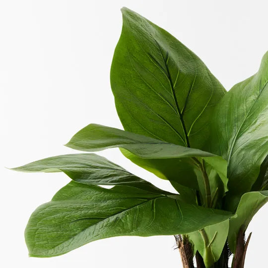 ANTHURIUM BIRDS NEST PLANT