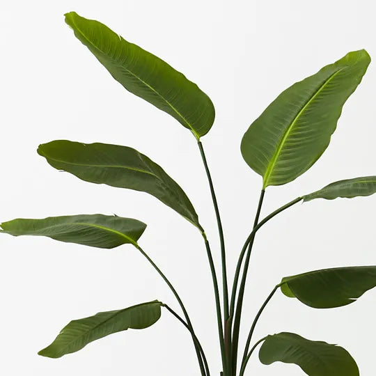 BIRD OF PARADISE PLANT