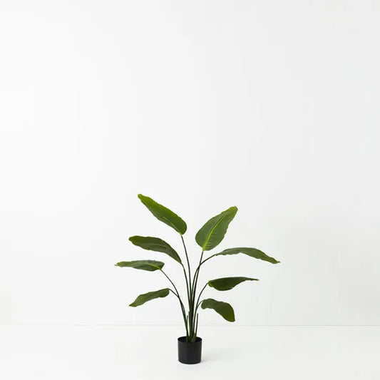 BIRD OF PARADISE PLANT