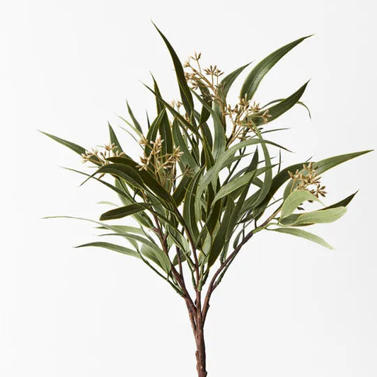 EUCALYPTUS SEED BUSH