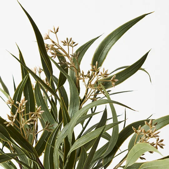 EUCALYPTUS SEED BUSH