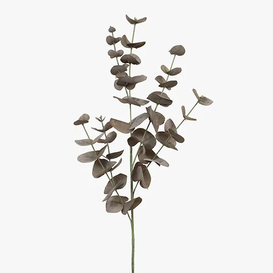 EUCALYPTUS SILVER DOLLAR