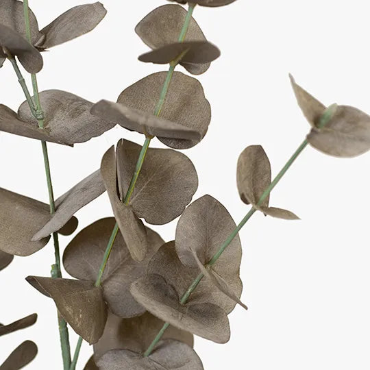 EUCALYPTUS SILVER DOLLAR