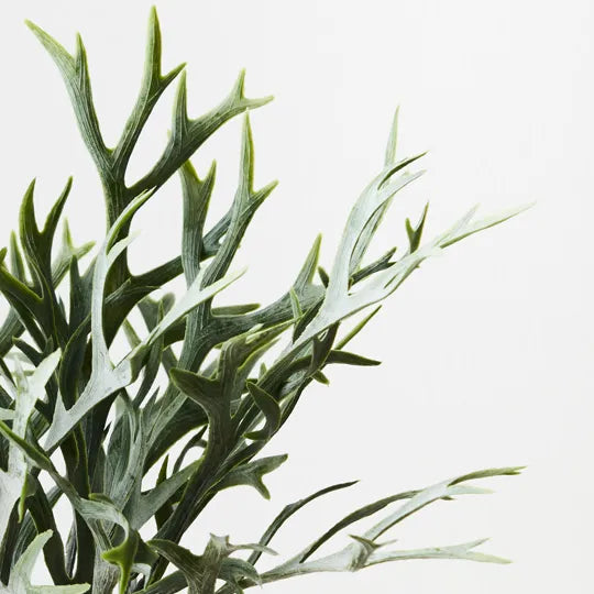 FERN STAGHORN BUSH