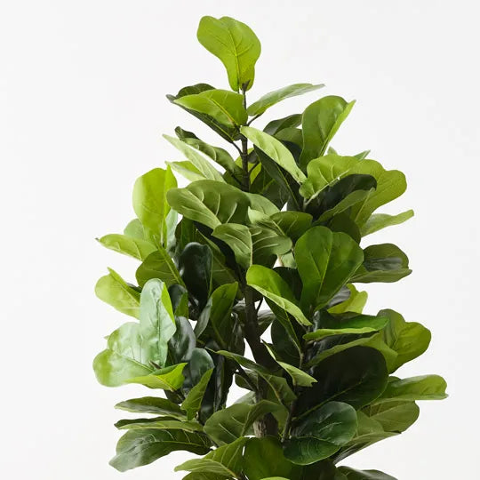 FIDDLE LEAF TREE