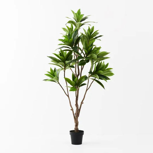 FRANGIPANI LEAF TREE