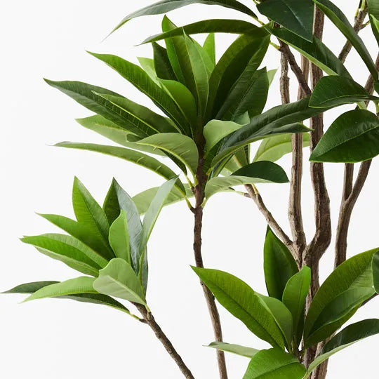 FRANGIPANI LEAF TREE