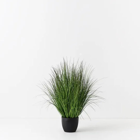 GRASS PLANT