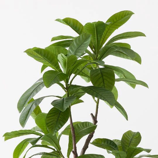 LOQUAT TREE