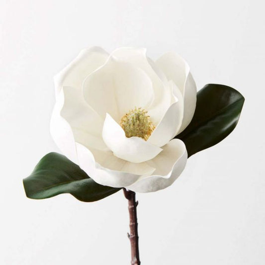 MAGNOLIA