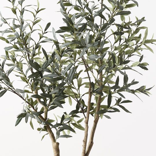 OLIVE TREE- NO FRUIT
