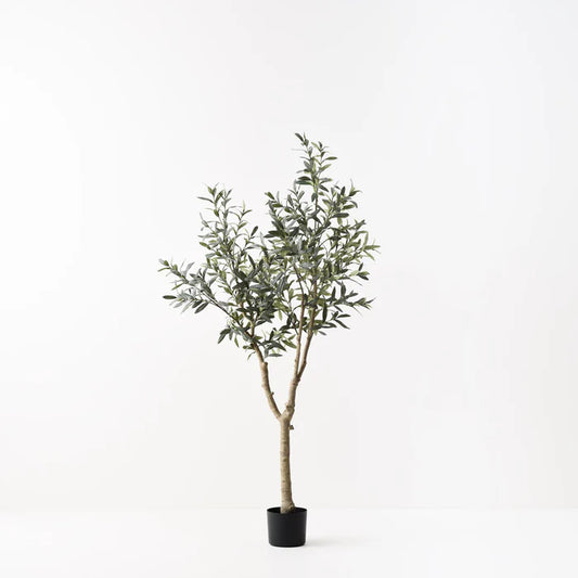 OLIVE TREE- NO FRUIT