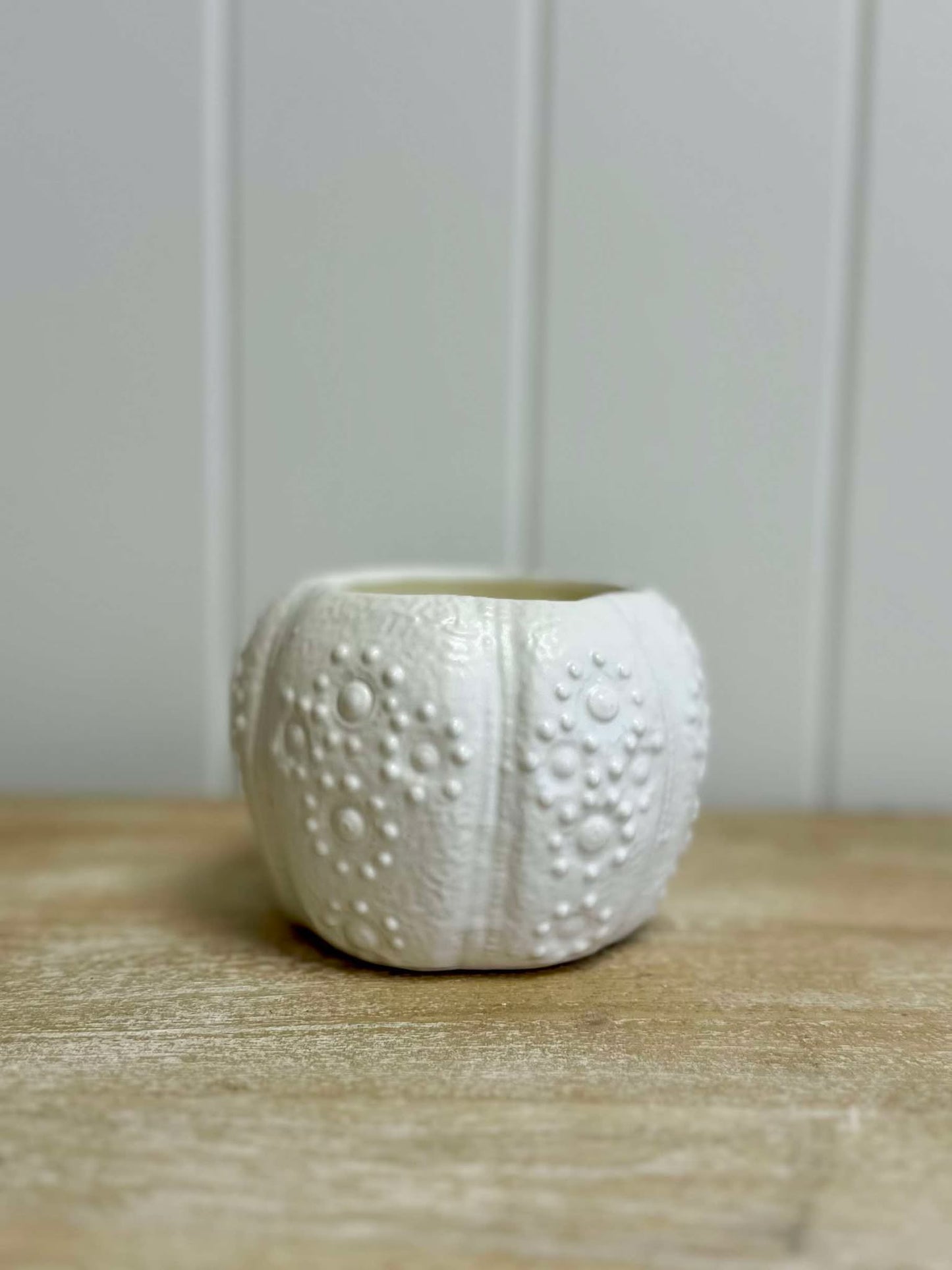 URCHIN MINI PLANTER CANDLE- WHITSUNDAY COAST