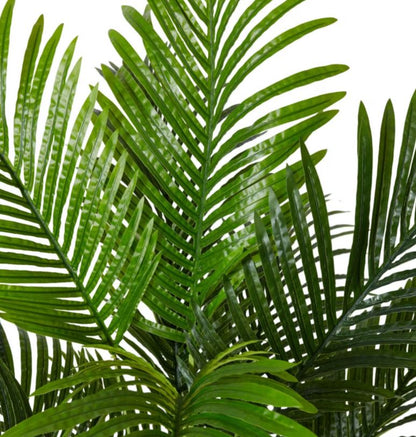 PALM ARECA MEDIUM