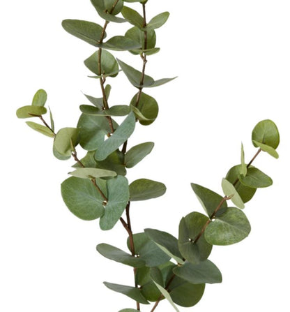 EUCALYPTUS DOLLAR SPRAY