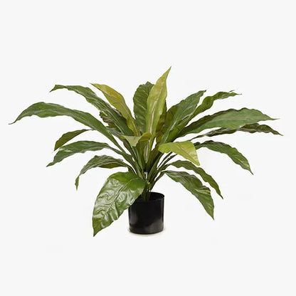 FERN BIRDS NEST PLANT