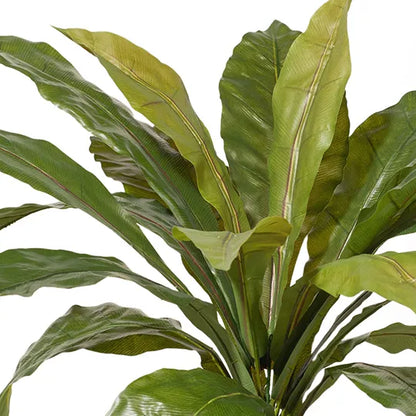 FERN BIRDS NEST PLANT