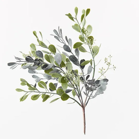 BOXWOOD SEED BUSH
