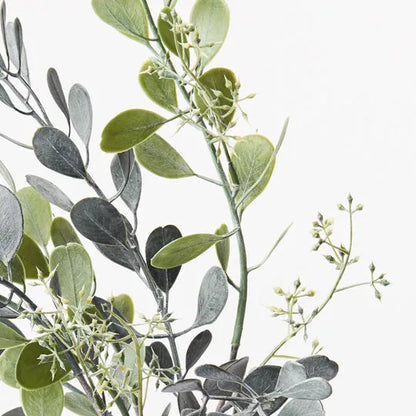 BOXWOOD SEED BUSH