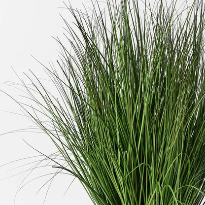 GRASS PLANT