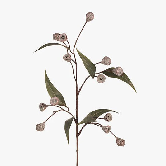EUCALYPTUS POD