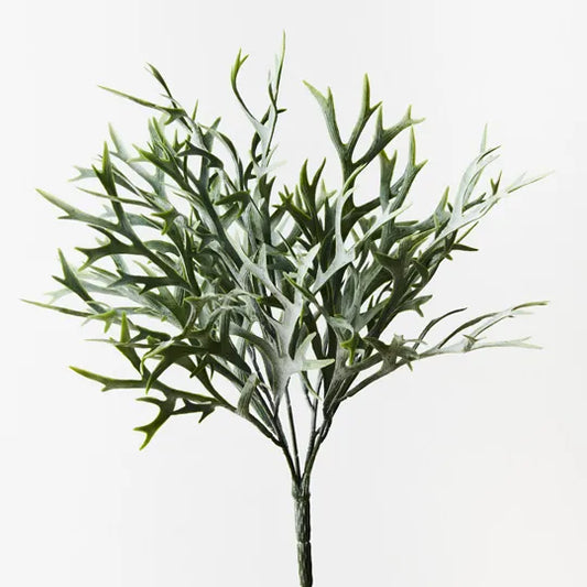 FERN STAGHORN BUSH