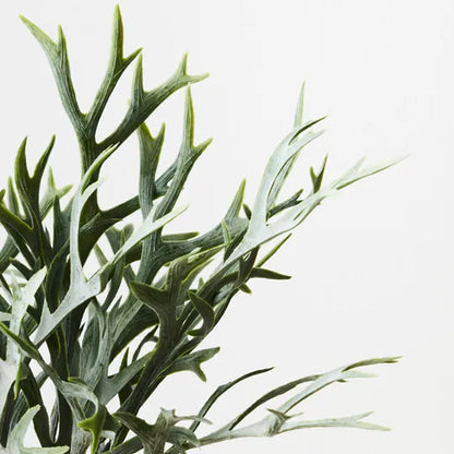 FERN STAGHORN BUSH