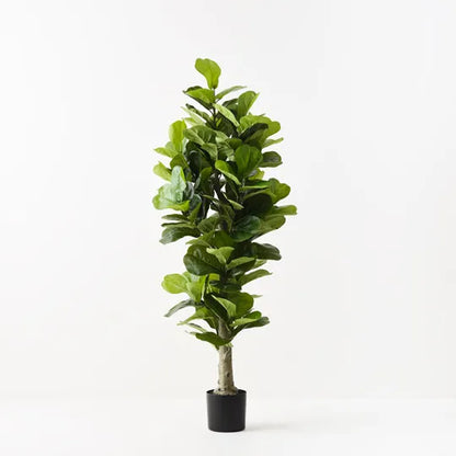 FIDDLE LEAF TREE