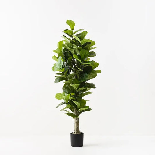 FIDDLE LEAF TREE