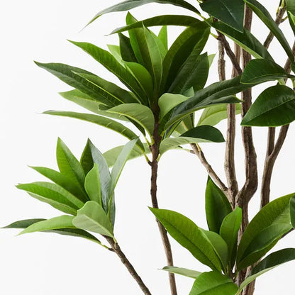 FRANGIPANI LEAF TREE