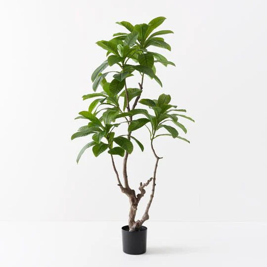 LOQUAT TREE