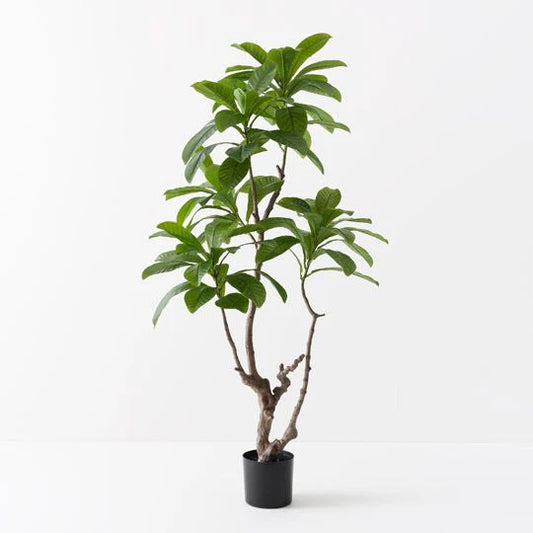 LOQUAT TREE