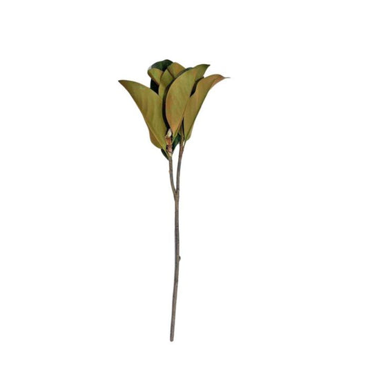 MAGNOLIA FOLIAGE