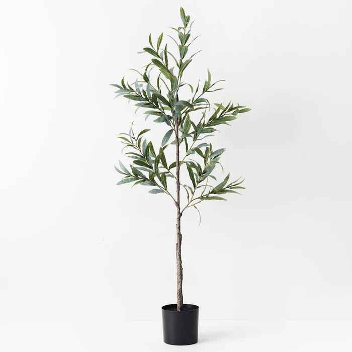 OLIVE TREE - NO FRUIT