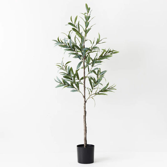 OLIVE TREE - NO FRUIT