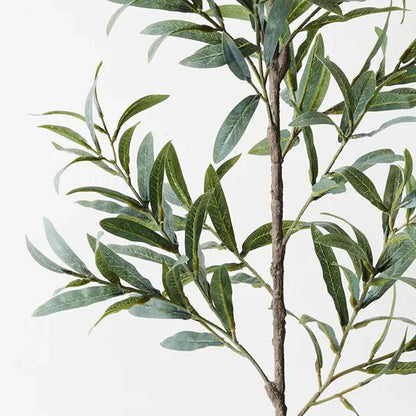 OLIVE TREE - NO FRUIT